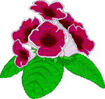 Gloxinia